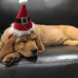 Golden Retriever Puppies from Bella’s Golden Pups