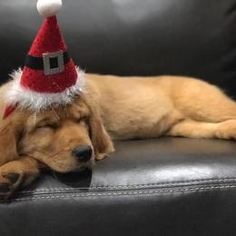 Golden Retriever Puppies from Bella’s Golden Pups