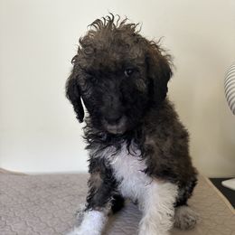 Poodle Puppies from Paddock's Purebred Poodles