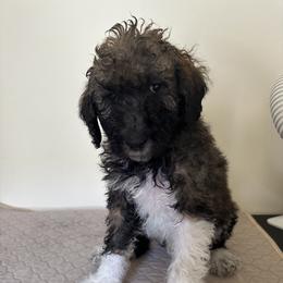 Poodle Puppies from Paddock's Purebred Poodles