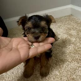 Zoe-pink (Toy) - Black and gold female Yorkshire Terrier puppy in Jamestown, North Carolina from North Carolina Maltese, Yorkies & Morkies(previously California Maltese, Yorkies & Morkies)