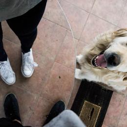 Golden Retrievers from Apple Dumpling Retrievers