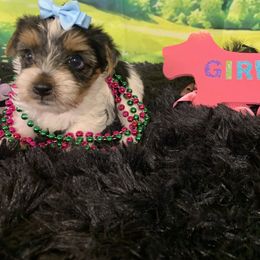 Girl 2 1900 - Parti female Yorkshire Terrier puppy in Douglas, Georgia from Southern Georgia Yorkies