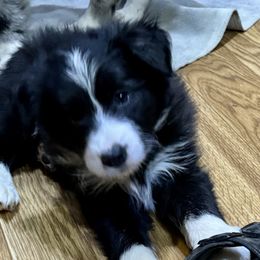 Girl 2 - Black and white female Border Collie puppy in Miami, Florida from CP FARMS BORDER COLLIES N JACKS CORP
