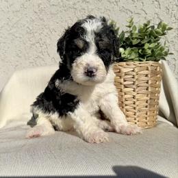 Smokey - Black and white male Bernedoodle puppy in Moreno Valley, California from Ayy_Doodles