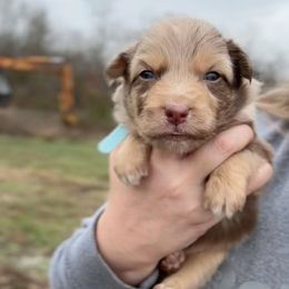 John - Red merle male Australian Shepherd puppy in Nicholasville, Kentucky from Sugar Creek Aussies