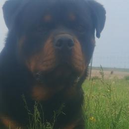 CANA - Rottweiler