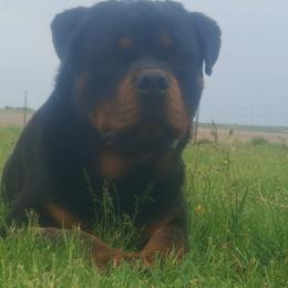CANA - Rottweiler