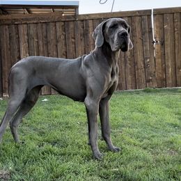 Lula - Great Dane