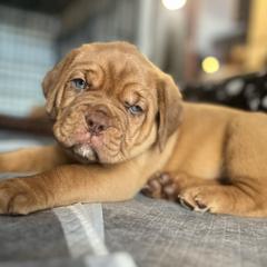 Dogue de Bordeaux Puppies from Rogue Bordeaux
