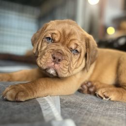 Dogue de Bordeaux Puppies from Rogue Bordeaux