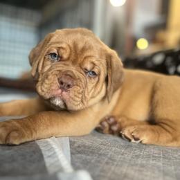 Dogue de Bordeaux Puppies from Rogue Bordeaux