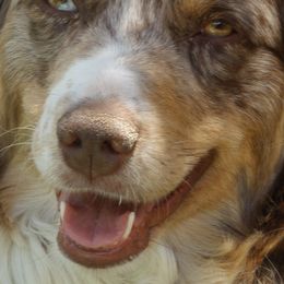 Australian Shepherds from Silverheels Australian shepherds