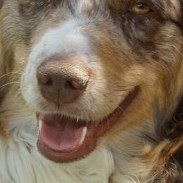 Australian Shepherds from Silverheels Australian shepherds