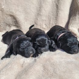Goldendoodle Puppies from Pinkdoodle Tails
