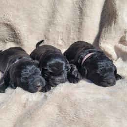 Goldendoodle Puppies from Pinkdoodle Tails