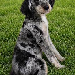 Nova - Bernedoodle