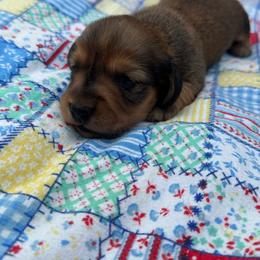 Ranger - Red male Dachshund puppy in Licking, Missouri from Bean Creek Dachshunds & Terriers