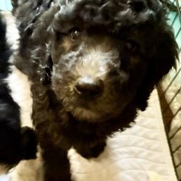Colby (zEileen) - Parti male Poodle puppy in Meadowbrook, California from Standard Poodle Pups