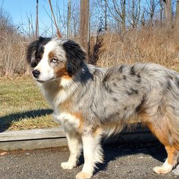 Beretta - Miniature Australian Shepherd