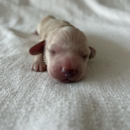 Moe - Cream male Dachshund puppy in Sebring, Florida from Mini Weenies