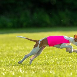 Ibizan Hound Puppies from Caim Hounds