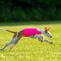 Ibizan Hound Puppies from Caim Hounds