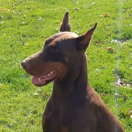 Iris - Doberman Pinscher