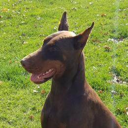 Iris - Doberman Pinscher