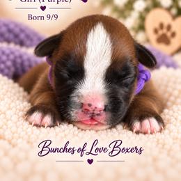 Purple - Porcha - Fawn female Boxer puppy in Wittmann, Arizona from Bunches of Love Boxers