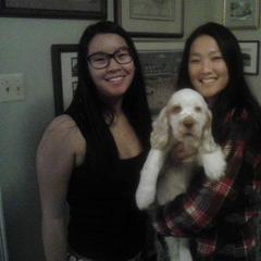 Clumber Spaniel Puppies from SunMagic Clumber Spaniels