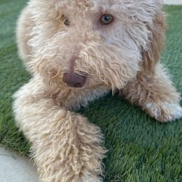 Cavapoos, Cockapoos, Goldendoodles, and Poodles from Pucci Pawfect Doodles