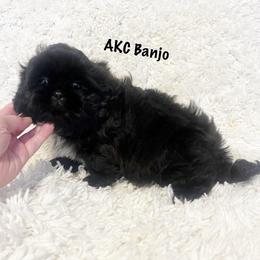 AKC Banjo - Black male Shih Tzu puppy in Greenville, South Carolina from Babyface Shih Tzu