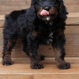 Aussiedoodle and Cavapoo Puppies from Blue Diamond Puppies