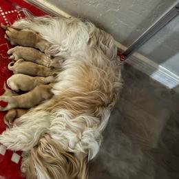 Boy 5 - Gold and white male Shorkie puppy in San Tan Valley, Arizona from Great Mates