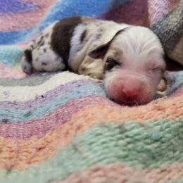 Rmf - Red merle female Miniature Australian Shepherd puppy in Willard, Missouri from Stoney Brook Aussies