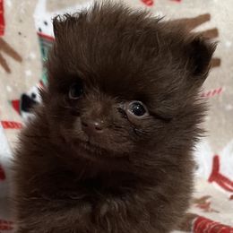 Boy 3 - male Pomeranian puppy in Sulphur Springs, Texas from Johnny's Pets