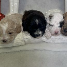 Poodle and Schnoodle Puppies from Bred by Brennen