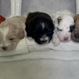 Poodle and Schnoodle Puppies from Bred by Brennen