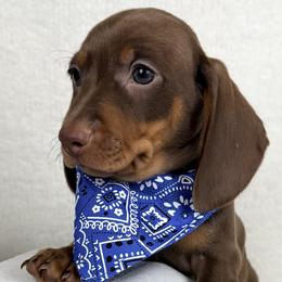 Phoenix AKC - Chocolate and tan male Dachshund puppy in Hendersonville, North Carolina from Snarky Doxy Miniature Dachshunds