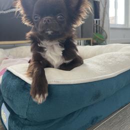 Chihuahuas from Amy Le