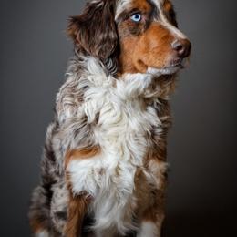 Duke - Bernedoodle