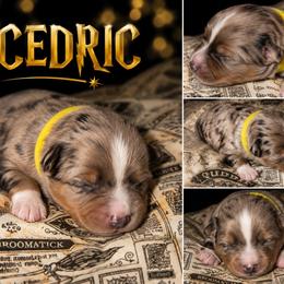 Cedric - Blue merle male Australian Shepherd puppy in Evart, Michigan from Torry's Full Draw Aussie’s