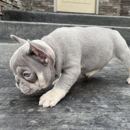French Bulldog Puppies from Blue Lotus Frenchies
