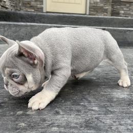 French Bulldog Puppies from Blue Lotus Frenchies