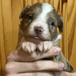 Aussiedoodle, Bordoodle, and Goldendoodle Puppies from Korbella Farm