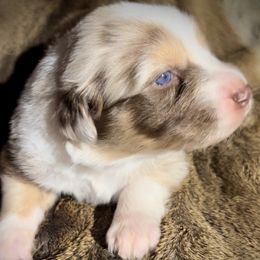 Australian Shepherds from Dana Struve's Australian Shepherds