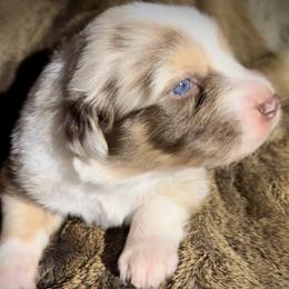 Australian Shepherds from Dana Struve's Australian Shepherds