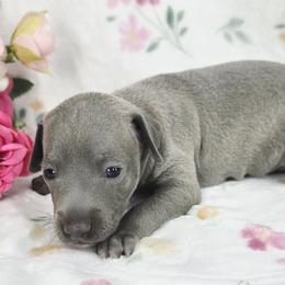 Perfect Example - Blue female Italian Greyhound puppy in Cadwell, Georgia from All The DoDa Day Italian Greyhounds