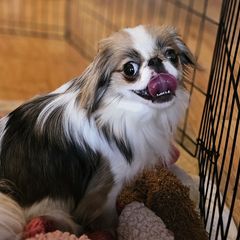 Jessie - Sable and white female Japanese Chin puppy in Johnson City, Tennessee from Erin & Friends Japanese Chin